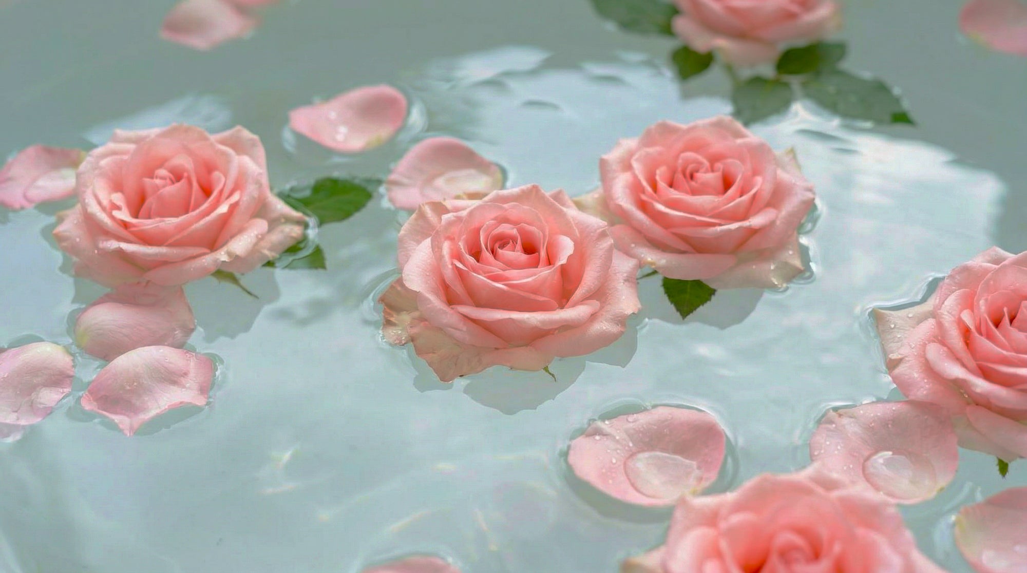 Soft pink roses and loose petals floating gently on clear water, illustrating the natural essence of rose water.
